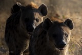 Hyena Pair Hyena Pair